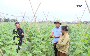 Hợp tác xã thúc đẩy sản xuất và tiêu thụ nông sản 