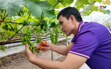 Hợp tác xã thúc đẩy sản xuất và tiêu thụ nông sản an toàn