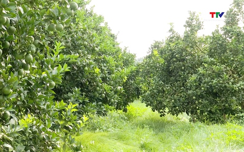 Hỗ trợ trên 42 tỉ đồng phát triển sản xuất cây ăn quả tập trung