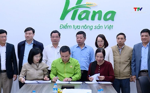 Hội nghị liên kết sản xuất và bao tiêu lúa gạo