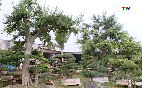 Làm giàu từ niềm đam mê với nghề trồng cây cảnh         