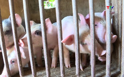 Tái đàn lợn đảm bảo nguồn cung thực phẩm cuối năm