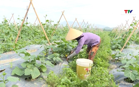 Thanh Hóa có khoảng 100 doanh nghiệp, Hợp tác xã tham gia cung ứng, phân phối nông sản thực phẩm an toàn 