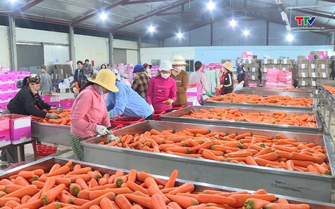 Ngành rau quả hướng tới kim ngạch xuất khẩu 10 tỷ USD