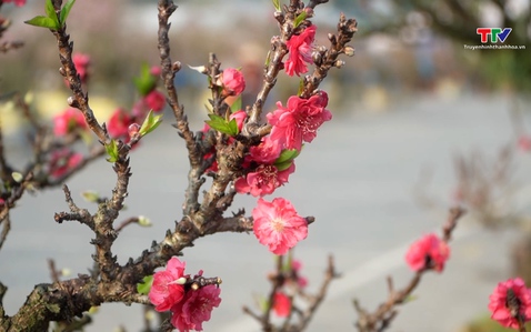 Lễ hội hoa đào Mộc Châu 2026