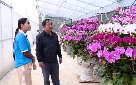 Xã Thường Xuân làm giàu từ trồng hoa lan