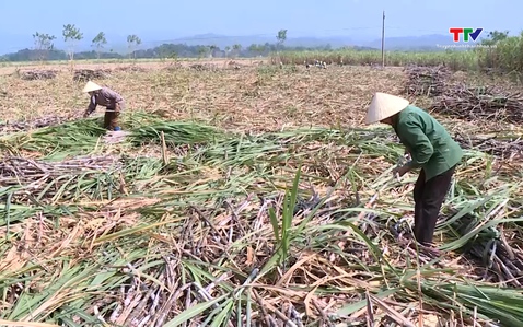 Thu hoạch hơn 70% diện tích mía nguyên liệu 