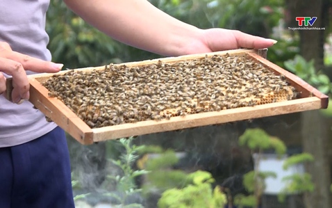 Nâng cao giá trị hàng hóa từ nghề nuôi ong lấy mật