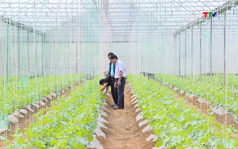 Kiên Thọ tích tụ ruộng đất phát triển nông nghiệp công nghệ cao