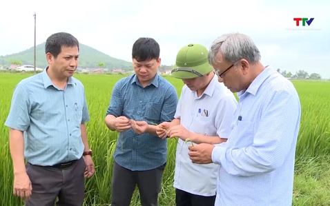 Tập trung chăm sóc lúa chiêm Xuân giai đoạn trổ bông