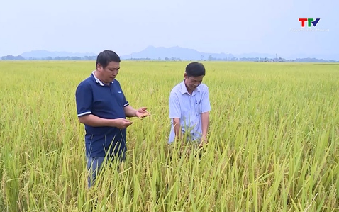 Năng suất lúa Xuân 2026 đạt cao hơn so với cùng kỳ