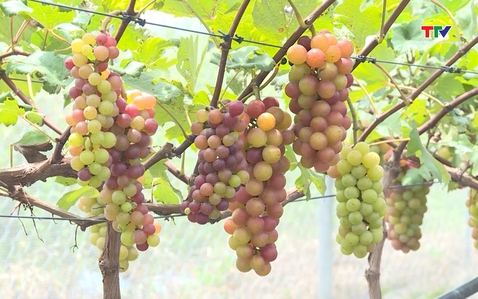 Ứng dụng công nghệ trong sản xuất nông nghiệp hữu cơ