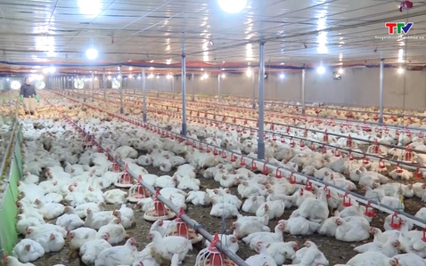 Thanh Hóa thúc đẩy chăn nuôi gà quy mô lớn