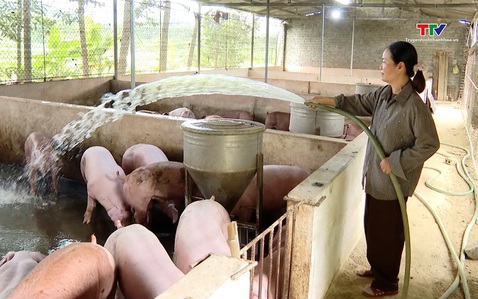 Chủ động phòng chống nắng nóng cho đàn vật nuôi