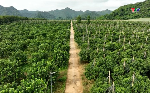 Tập trung ruộng đất phát triển nông nghiệp hàng hóa
