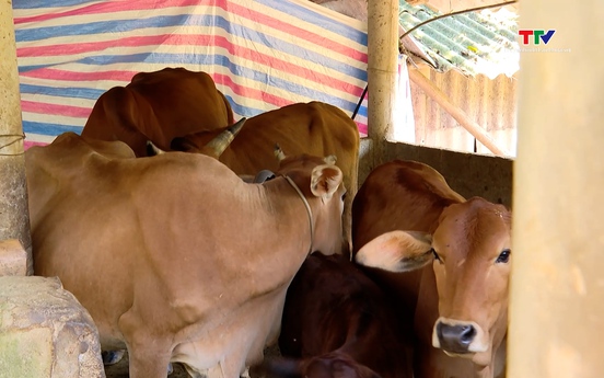 Chủ động phòng chống đói, rét cho đàn trâu bò