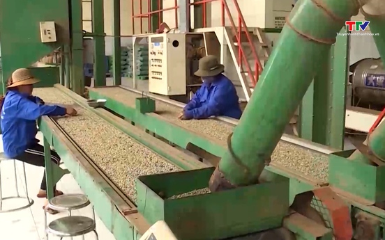 5 tháng đầu năm 2025: Xuất khẩu cà phê đạt 4,2 tỷ USD