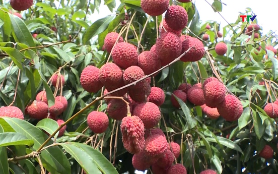 Mở rộng thị trường tiêu thụ vải Ngọc Hồ Gươm Thanh Hóa