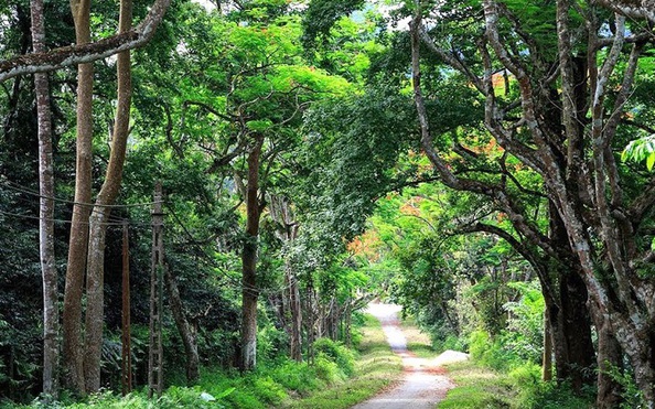 Thời điểm chiêm ngưỡng vẻ đẹp mùa bướm ở Vườn Quốc gia Cúc Phương