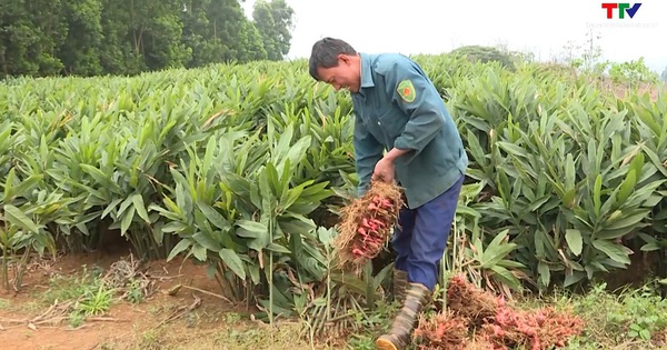 Lãi trên 500 triệu đồng/ha/năm từ trồng cây riềng đỏ