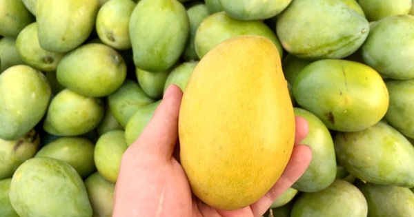 Xoài chín rộ, giá rẻ 