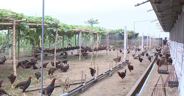Mô hình nuôi gà Ai Cập siêu trứng cho hiệu quả kinh tế cao tại xã Quảng  Ninh 