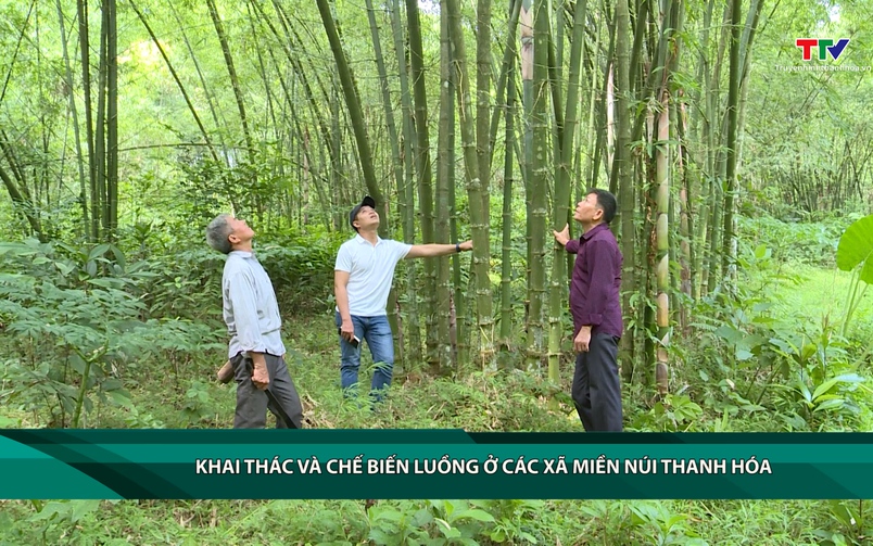 Tạp chí Dân tộc miền núi ngày 11/11/2026