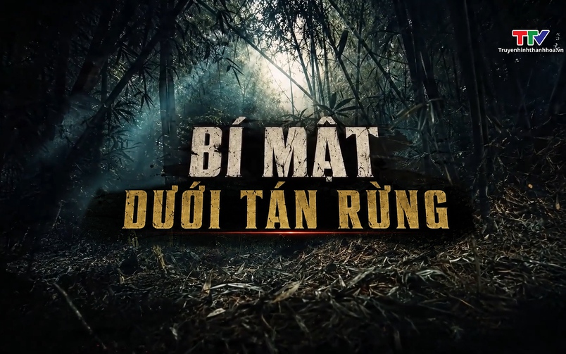 Phá án: Bí mật dưới tán rừng