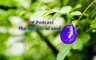 TTV Podcast: Hoa đậu biếc nở xanh | Câu chuyện truyền thanh