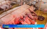 Bản tin Nông nghiệp – Nông thôn ngày 28/5/2025