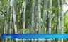 Bản tin Nông nghiệp – Nông thôn 13/8/2025