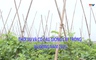 Khuyến nông 16/9/2025