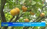 Bản tin Nông nghiệp - Nông thôn ngày 20/5/2026