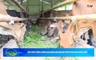 Bản tin Nông nghiệp - Nông thôn ngày 10/6/2026