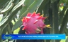 Bản tin Nông nghiệp - Nông thôn ngày 20/6/2026